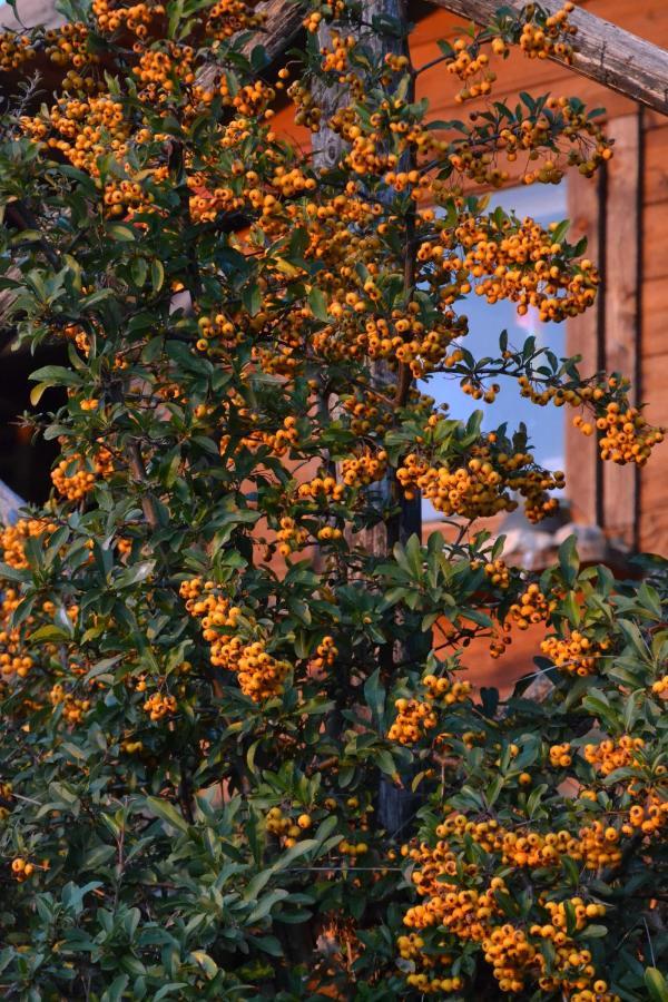 Locazione Turistica Villa Delle Rose อัสซิซี ภายนอก รูปภาพ
